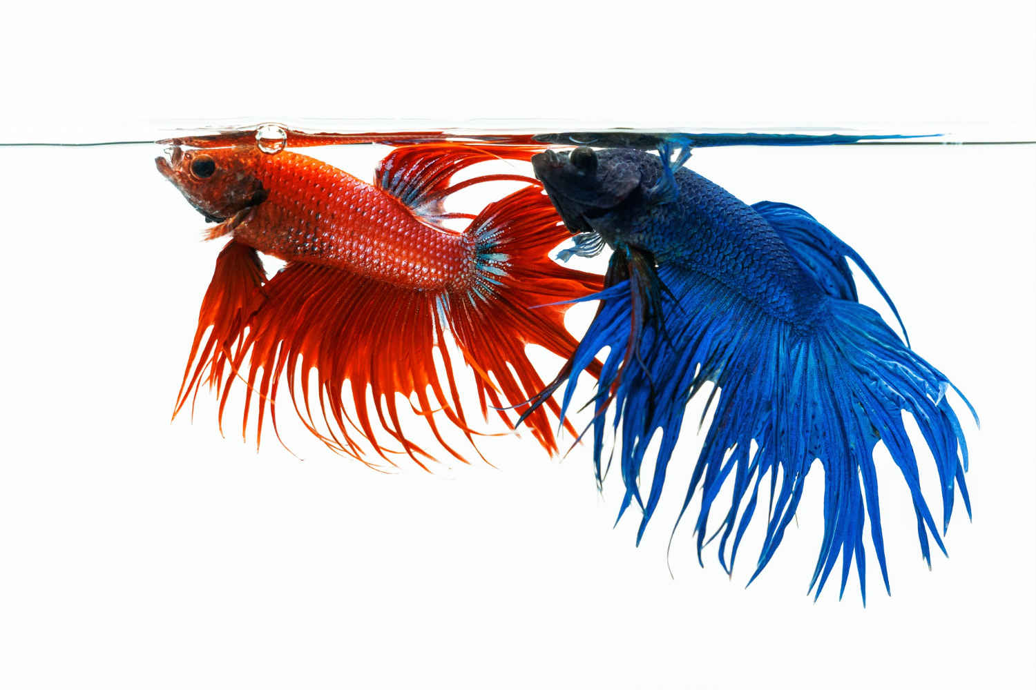What are the benefits of having a fish as a pet?